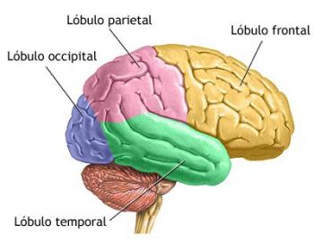 En este artículo veremos cómo se desarrolla el cerebro de un adolescente y cómo es su funcionamiento.