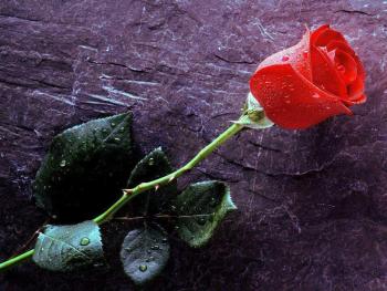 Una rosa que ha sido maltratada por el viento, el sol y la lluvia, pero se ha mantenido bella y radiante.
