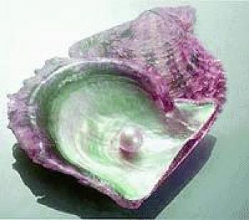 Las perlas son el resultado del crecimiento provocado por la presencia en el interior de la concha de una partícula de material ajeno. Una ostra que no ha sido herida no puede producir perlas.
